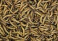 Mealworms