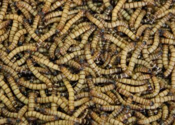 Mealworms