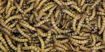 Mealworms