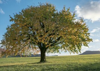 Lone tree on a field