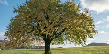 Lone tree on a field