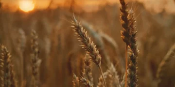 Grain field