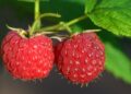 Raspberries