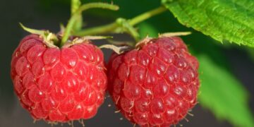Raspberries