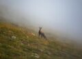 Deer in the wild