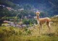 Vicuna