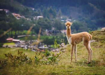 Vicuna