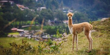 Vicuna