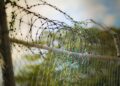 Barbed wire