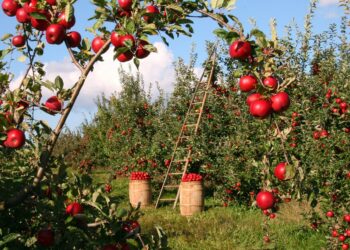 Apple orchard