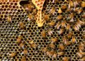 Honey bees