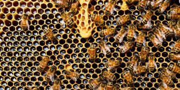 Honey bees