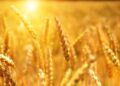 Wheat
