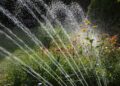 Watering the plants. Illustrative