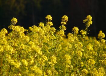 Oilseed rape