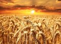 Cropfield