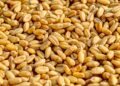 Wheat