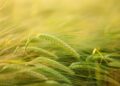 Crops