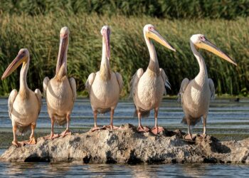 Great white pelicans