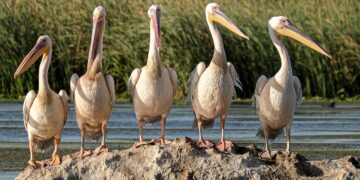 Great white pelicans