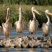 Great white pelicans