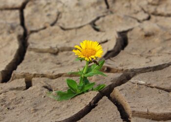 Flower. Illustrative