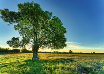 Lonely tree on a field. Illustrative