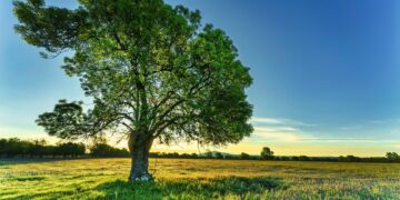 Lonely tree on a field. Illustrative