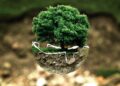 Tree. Illustrative