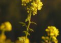 Rapeseed
