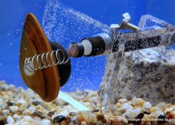 Mussels in Warsaw. source: https://warszawa.naszemiasto.pl/malze-badaja-jakosc-wody-w-wisle-jesli-wykryja/ga/c1-5052611/zd/40167755