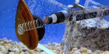 Mussels in Warsaw. source: https://warszawa.naszemiasto.pl/malze-badaja-jakosc-wody-w-wisle-jesli-wykryja/ga/c1-5052611/zd/40167755