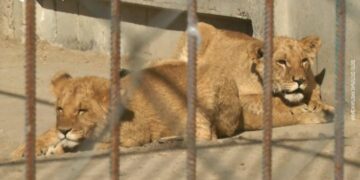 Two lions that escaped.
