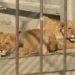 Two lions that escaped.