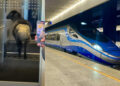 Sheep in Pendolino train.