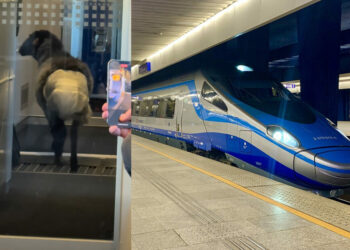 Sheep in Pendolino train.