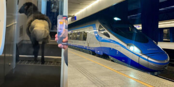 Sheep in Pendolino train.