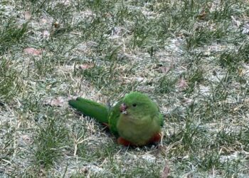 Source: Facebook Zuzanna Kristoficova