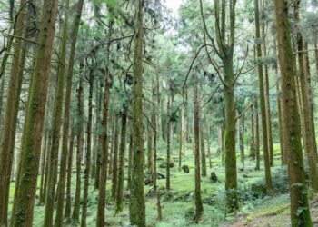 Puna Forest