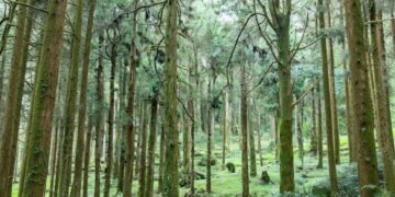 Puna Forest