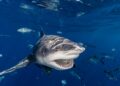 Bull shark