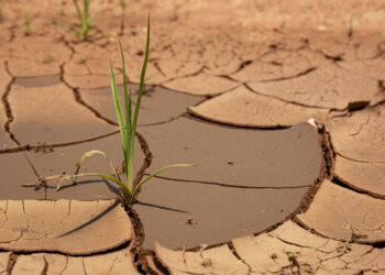 Drought
